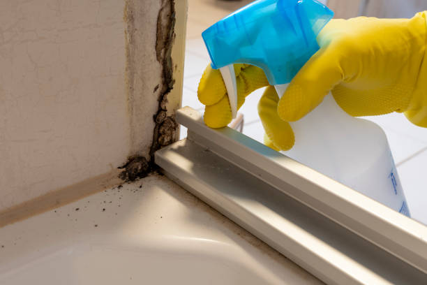 Best Emergency Mold Remediation  in Groveport, OH